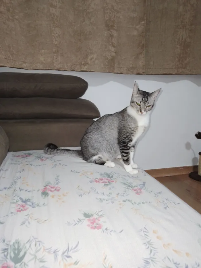 Gato raça SRD-ViraLata idade 3 anos nome Charles 