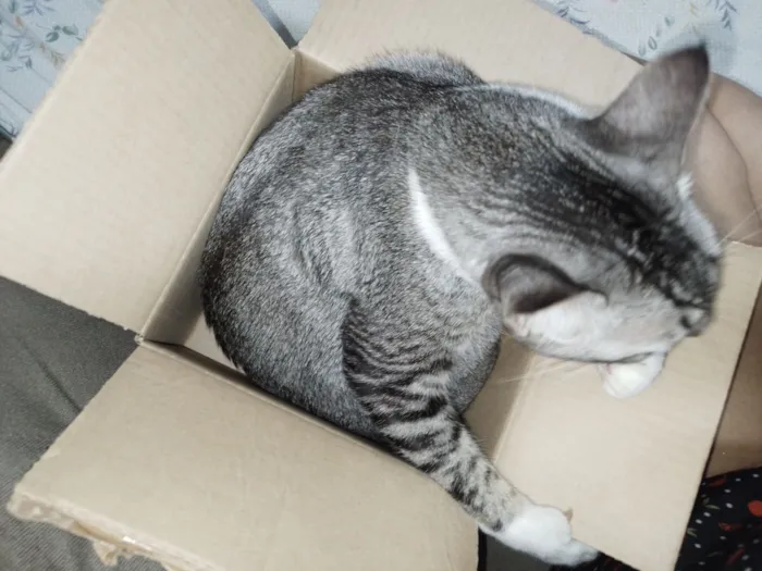 Gato raça SRD-ViraLata idade 3 anos nome Charles 