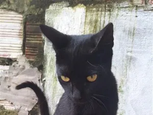 Gato raça SRD-ViraLata idade 7 a 11 meses nome Simone