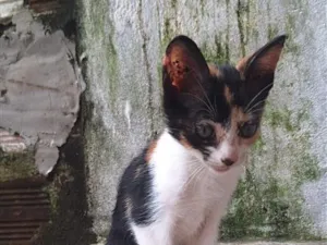 Gato raça SRD-ViraLata idade 2 a 6 meses nome Neném 