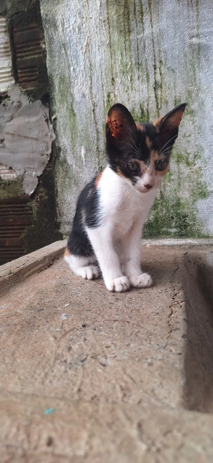 Gato raça SRD-ViraLata idade 2 a 6 meses nome Neném 
