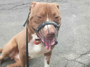 Cachorro raça Pit-Bull idade 1 ano nome Tyson