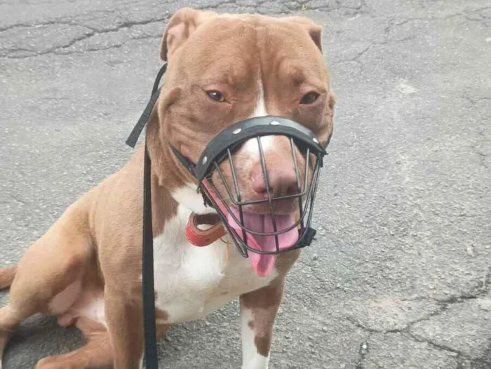 Cachorro raça Pit-Bull idade 1 ano nome Tyson