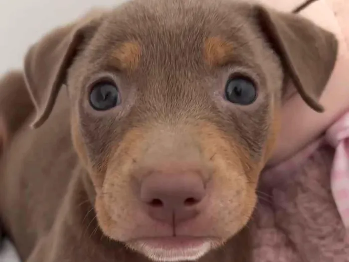 Cachorro raça SRD-ViraLata idade 2 a 6 meses nome Sophie