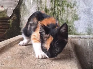 Gato raça SRD-ViraLata idade 2 a 6 meses nome Manchinha