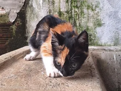 Gato raça SRD-ViraLata idade 2 a 6 meses nome Manchinha