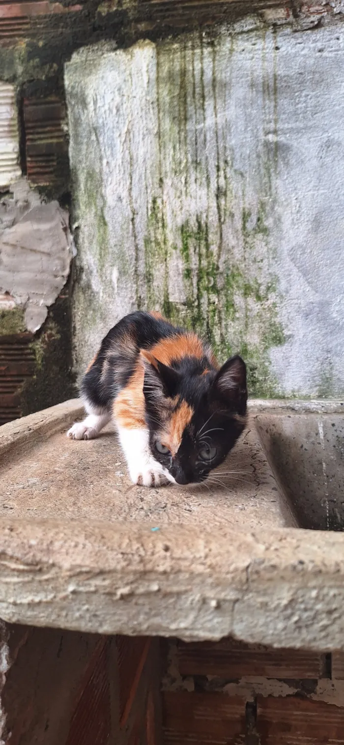 Gato raça SRD-ViraLata idade 2 a 6 meses nome Manchinha