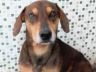 Cachorro raça SRD-ViraLata idade 3 anos nome Bidu