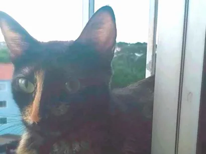 Gato raça SRD-ViraLata idade 1 ano nome Luna