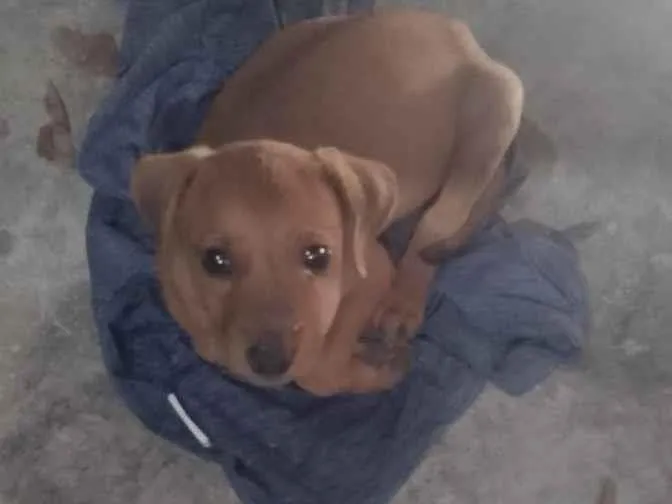 Cachorro raça SRD-ViraLata idade 2 a 6 meses nome sem nome 