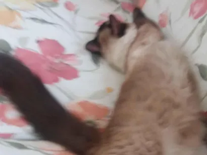 Gato raça Siamês idade 6 ou mais anos nome VAIDINHO