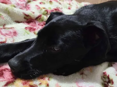 Cachorro raça SRD-ViraLata idade 7 a 11 meses nome pandora