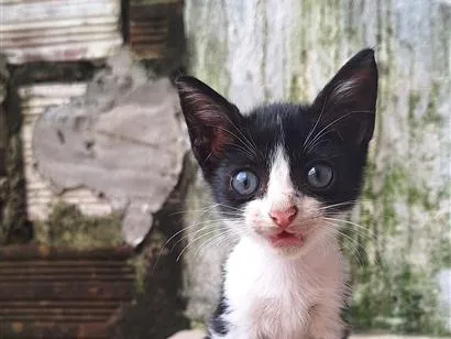 Gato raça SRD-ViraLata idade 2 a 6 meses nome Frajola