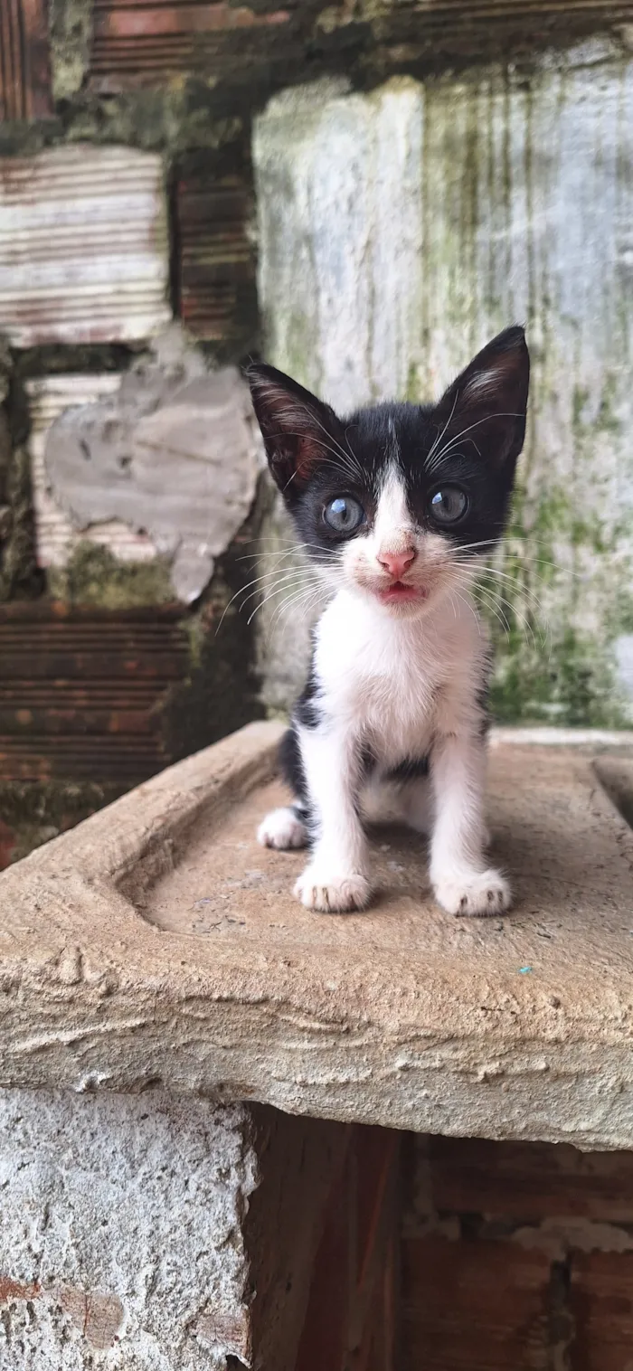Gato raça SRD-ViraLata idade 2 a 6 meses nome Frajola