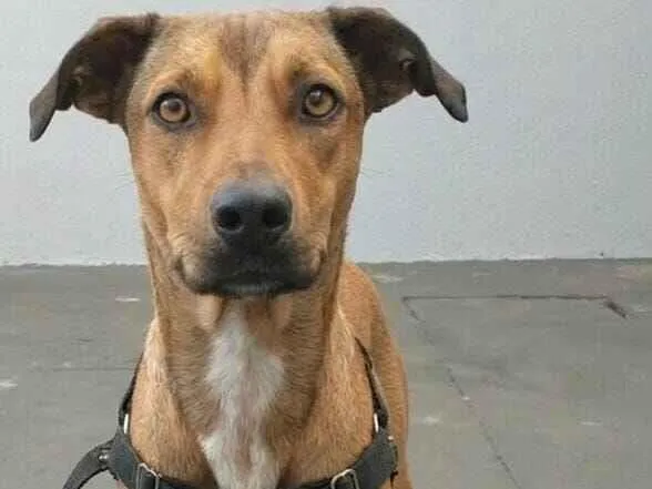 Cachorro raça SRD-ViraLata idade 2 anos nome Calvin e Klein 