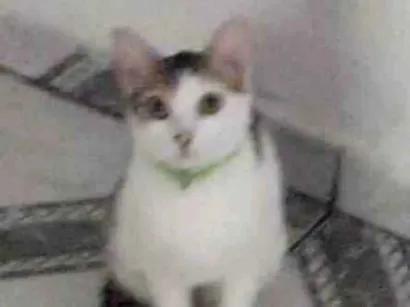 Gato raça SRD-ViraLata idade 1 ano nome Pretinha