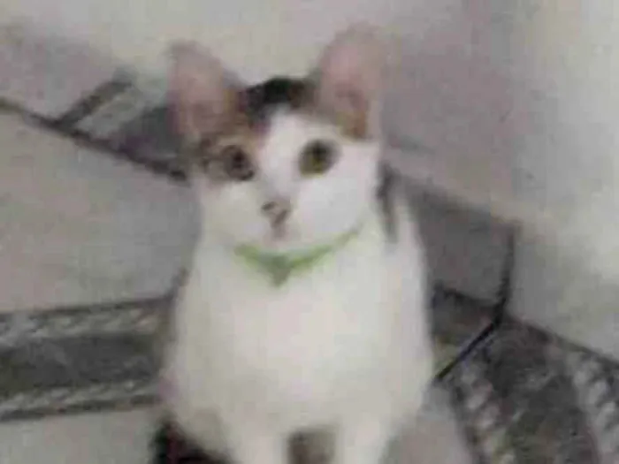 Gato raça SRD-ViraLata idade 1 ano nome Pretinha