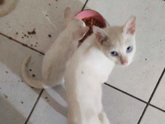 Gato raça Siamês idade 2 a 6 meses nome nanim