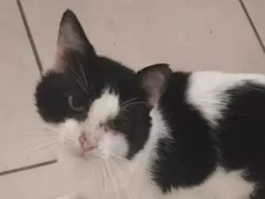 Gato raça SRD-ViraLata idade 6 ou mais anos nome Frajola
