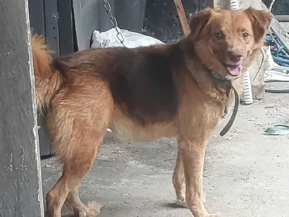 Cachorro raça SRD-ViraLata idade 5 anos nome bolinha 