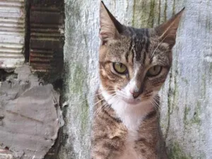 Gato raça American Shorthair idade 7 a 11 meses nome Theodora