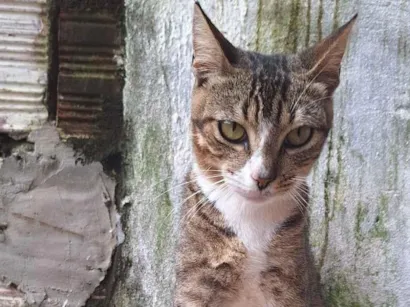 Gato raça American Shorthair idade 7 a 11 meses nome Theodora