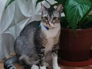 Gato raça SRD-ViraLata idade 3 anos nome Charles 