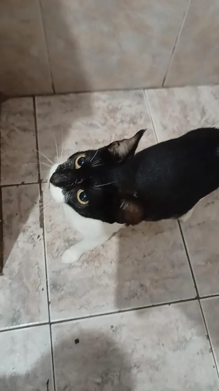 Gato raça SRD-ViraLata idade 2 anos nome Bela maia 