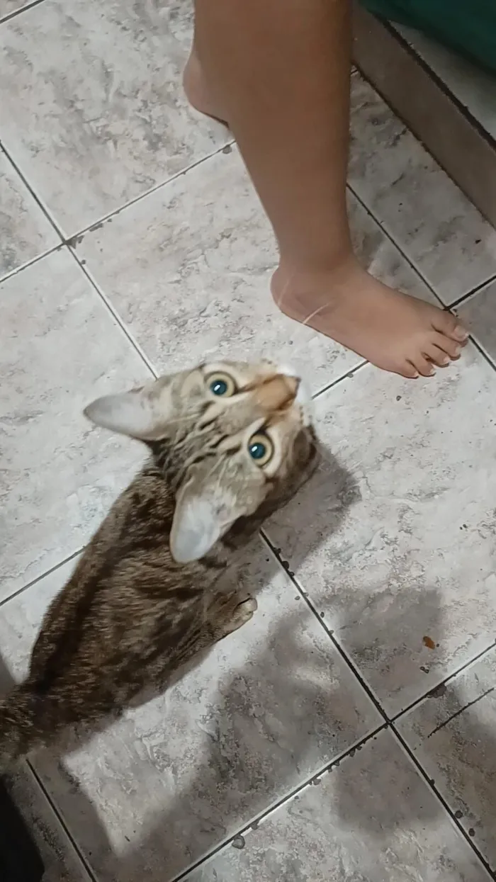 Gato raça SRD-ViraLata idade 2 anos nome Bela maia 