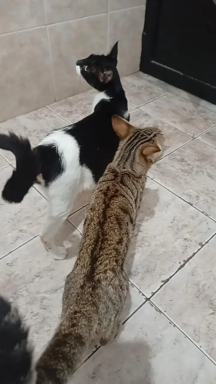 Gato raça SRD-ViraLata idade 2 anos nome Bela maia 