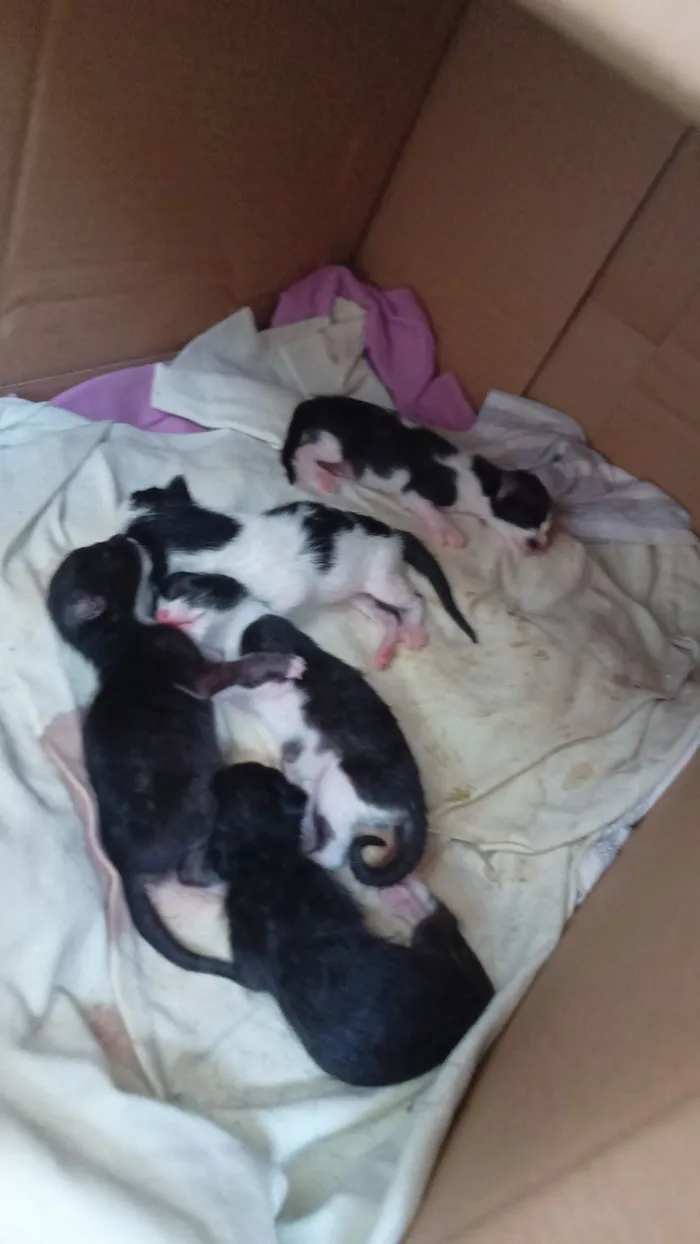 Gato raça SRD-ViraLata idade 1 ano nome Rajada e Bela maia 