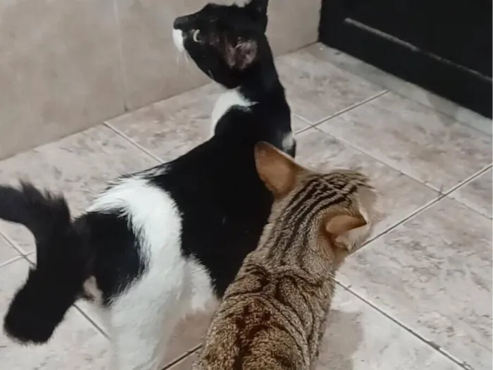 Gato raça SRD-ViraLata idade 1 ano nome Rajada e Bela maia 