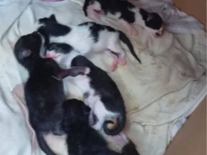 Gato raça SRD-ViraLata idade 1 ano nome Rajada e Bela maia 