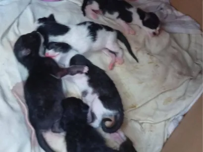 Gato raça SRD-ViraLata idade 1 ano nome Rajada e Bela maia 