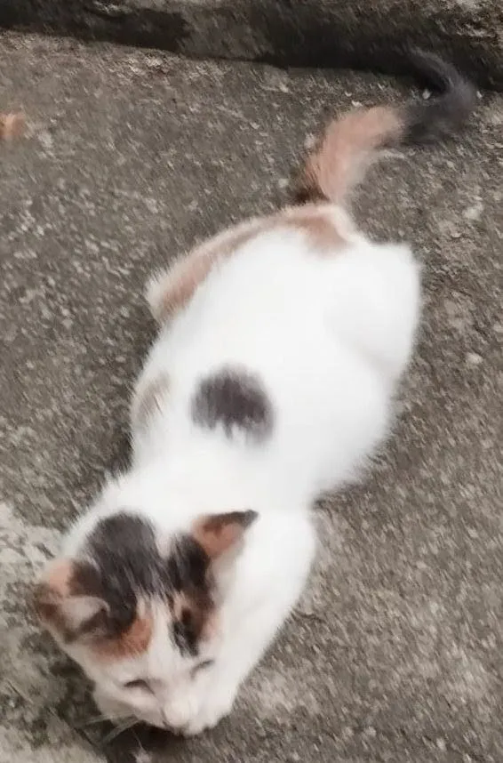 Gato raça SRD-ViraLata idade 2 a 6 meses nome Lindinha 