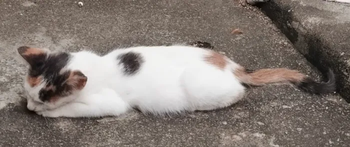 Gato raça SRD-ViraLata idade 2 a 6 meses nome Lindinha 