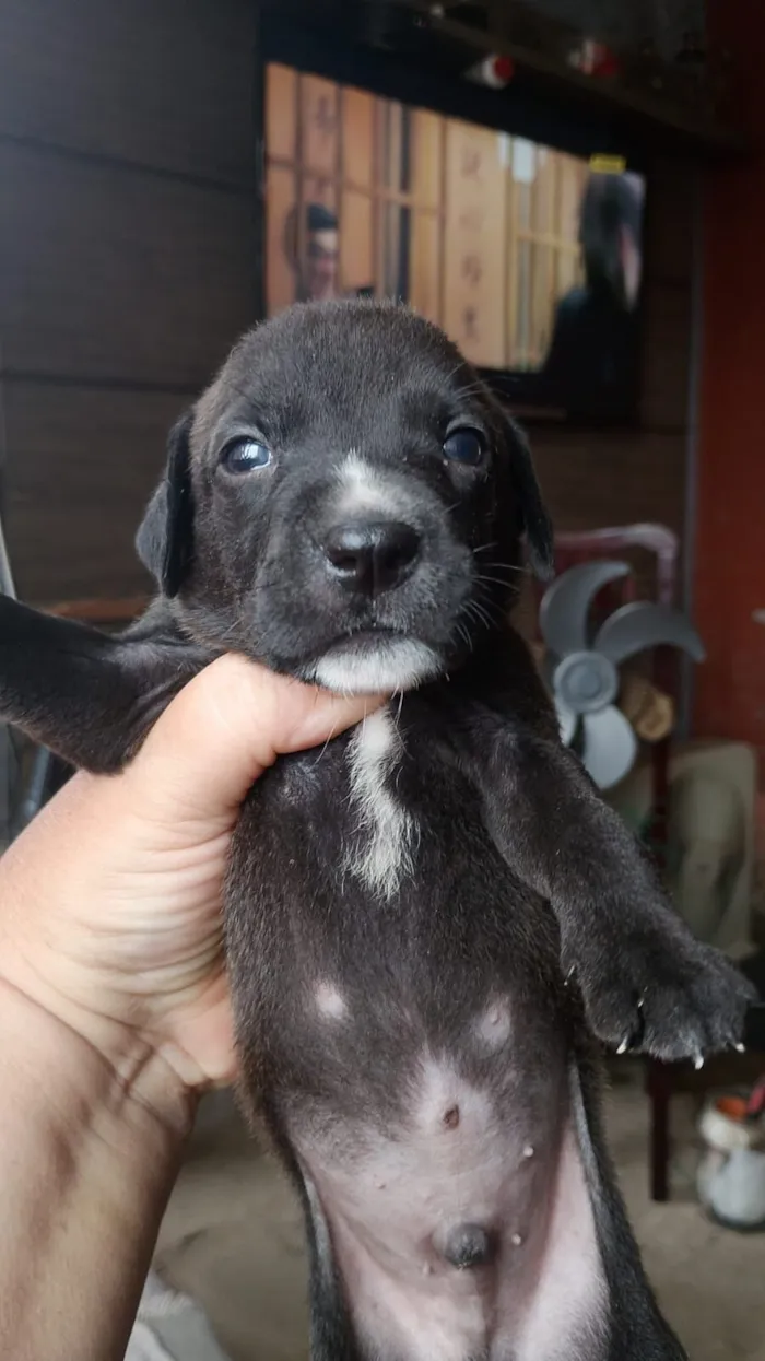 Cachorro raça SRD-ViraLata idade Abaixo de 2 meses nome Bento