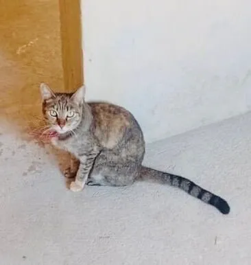 Gato raça SRD-ViraLata idade 6 ou mais anos nome Lila 