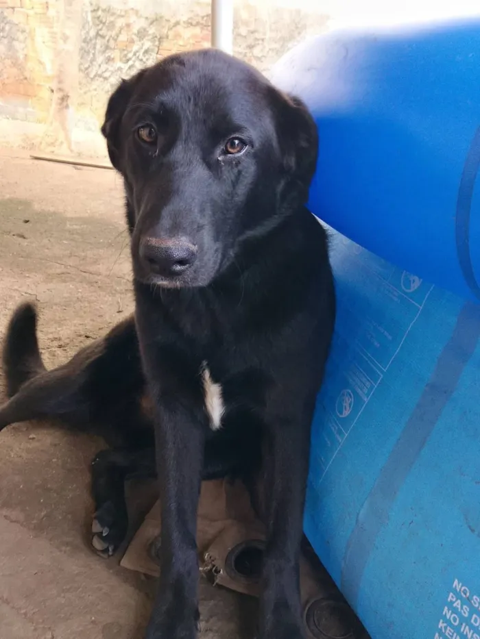 Cachorro raça SRD-ViraLata idade 1 ano nome bilu
