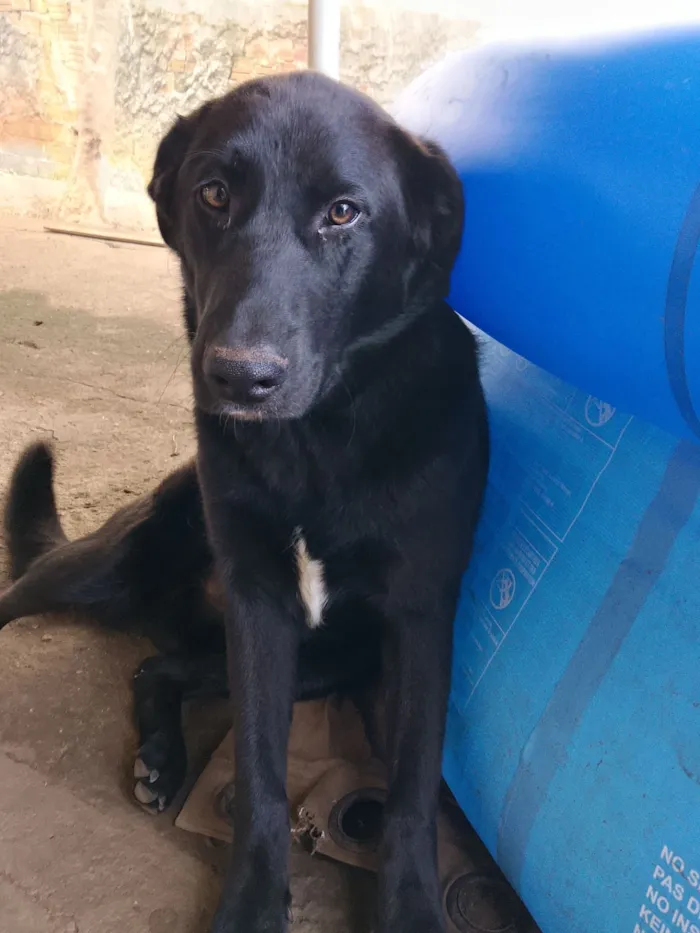 Cachorro raça SRD-ViraLata idade 1 ano nome bilu