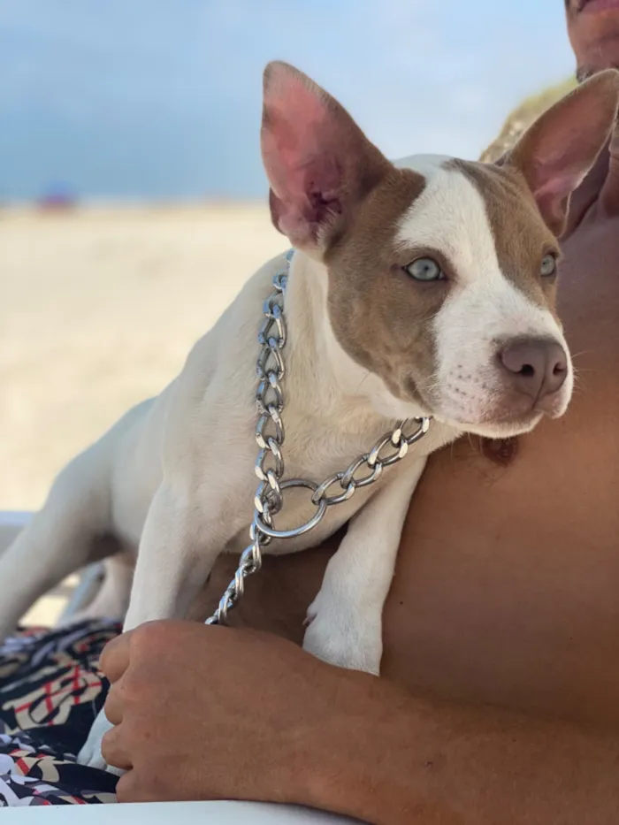 Cachorro raça Pit-Bull idade 2 anos nome DOAÇÃO DE CACHORRO