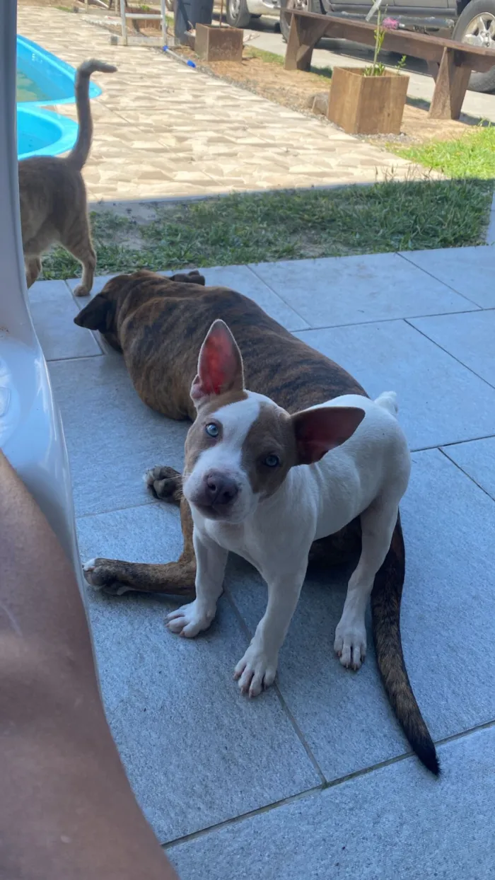 Cachorro raça Pit-Bull idade 2 anos nome DOAÇÃO DE CACHORRO