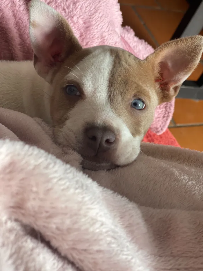 Cachorro raça Pit-Bull idade 2 anos nome DOAÇÃO DE CACHORRO