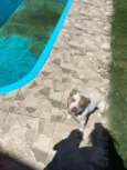 DOAÇÃO DE CACHORRO