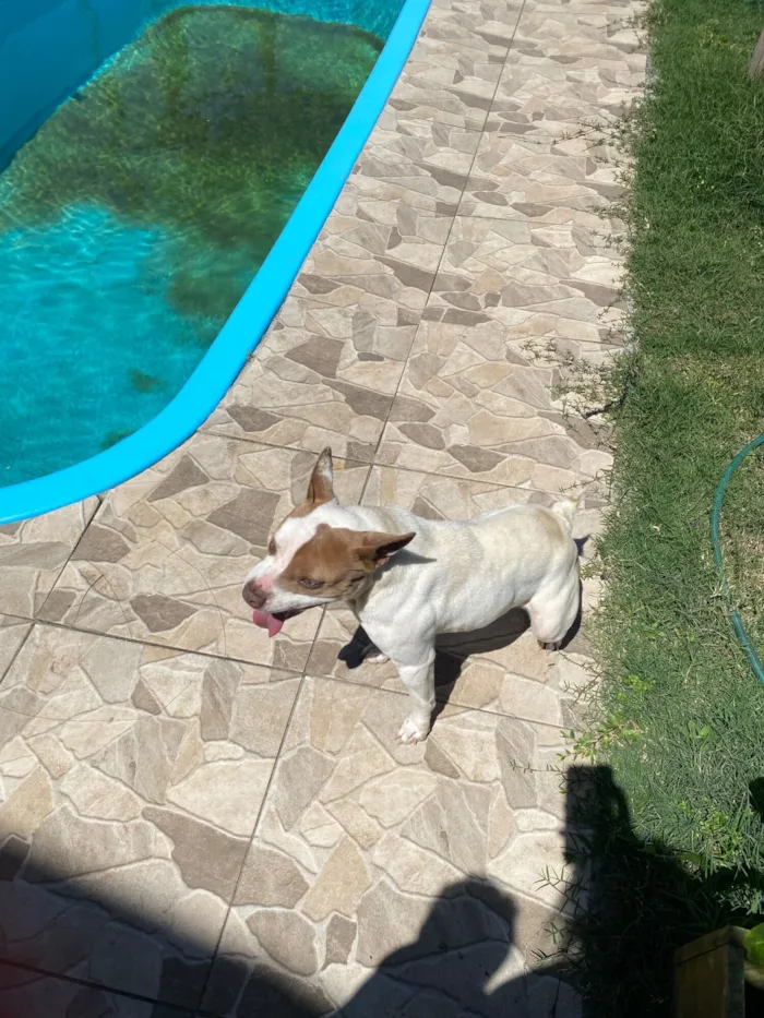 Cachorro raça Pit-Bull idade 2 anos nome DOAÇÃO DE CACHORRO