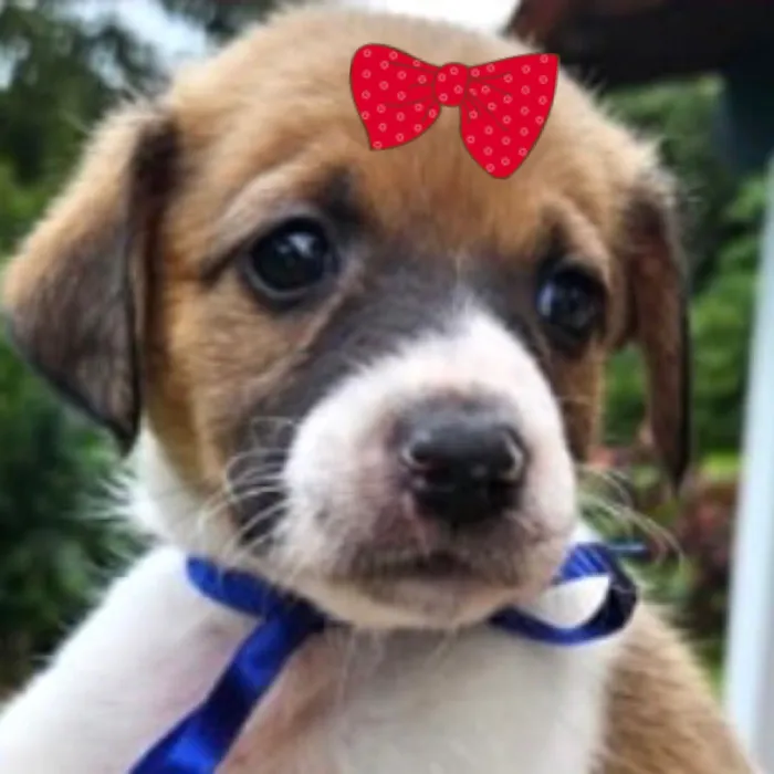 Cachorro raça SRD-ViraLata idade Abaixo de 2 meses nome Mina 