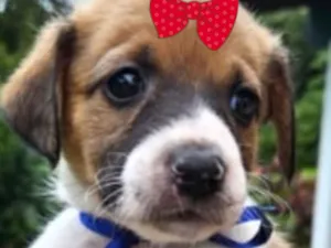 Cachorro raça SRD-ViraLata idade Abaixo de 2 meses nome Mina 