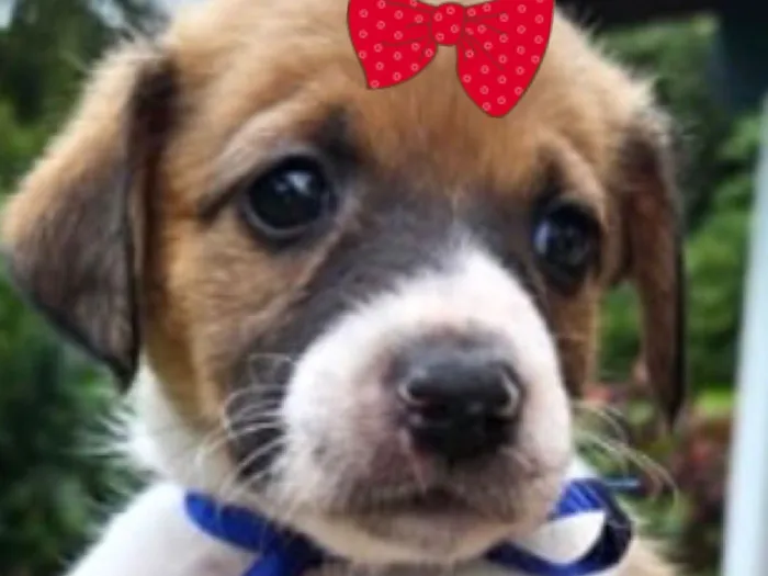 Cachorro raça SRD-ViraLata idade Abaixo de 2 meses nome Mina 