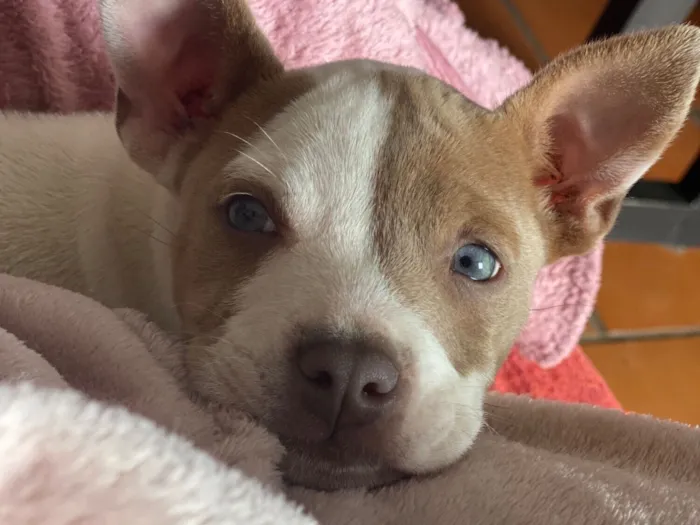 Cachorro raça Pit-Bull idade 2 anos nome DOAÇÃO DE CACHORRO