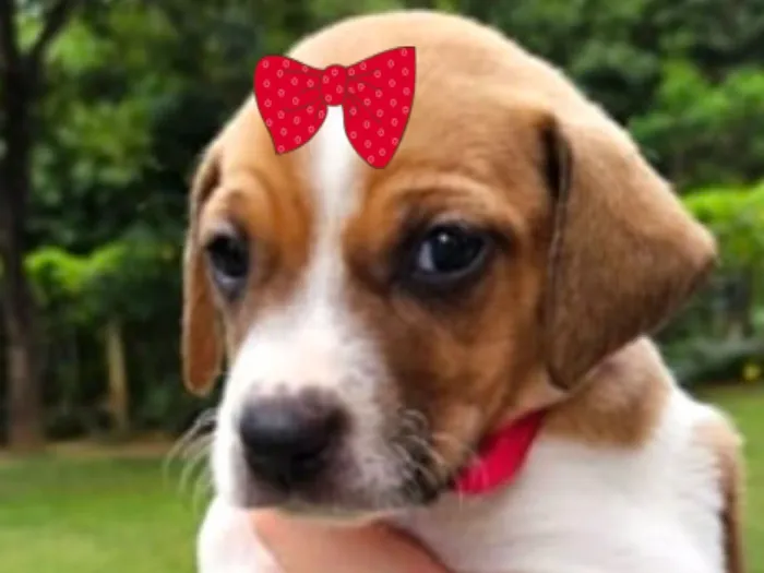 Cachorro raça SRD-ViraLata idade Abaixo de 2 meses nome Kika 